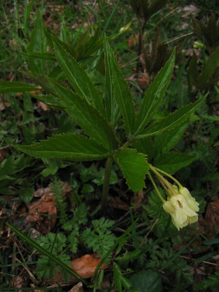 Cardamine enneaphyllos / Dentaria a nove foglie